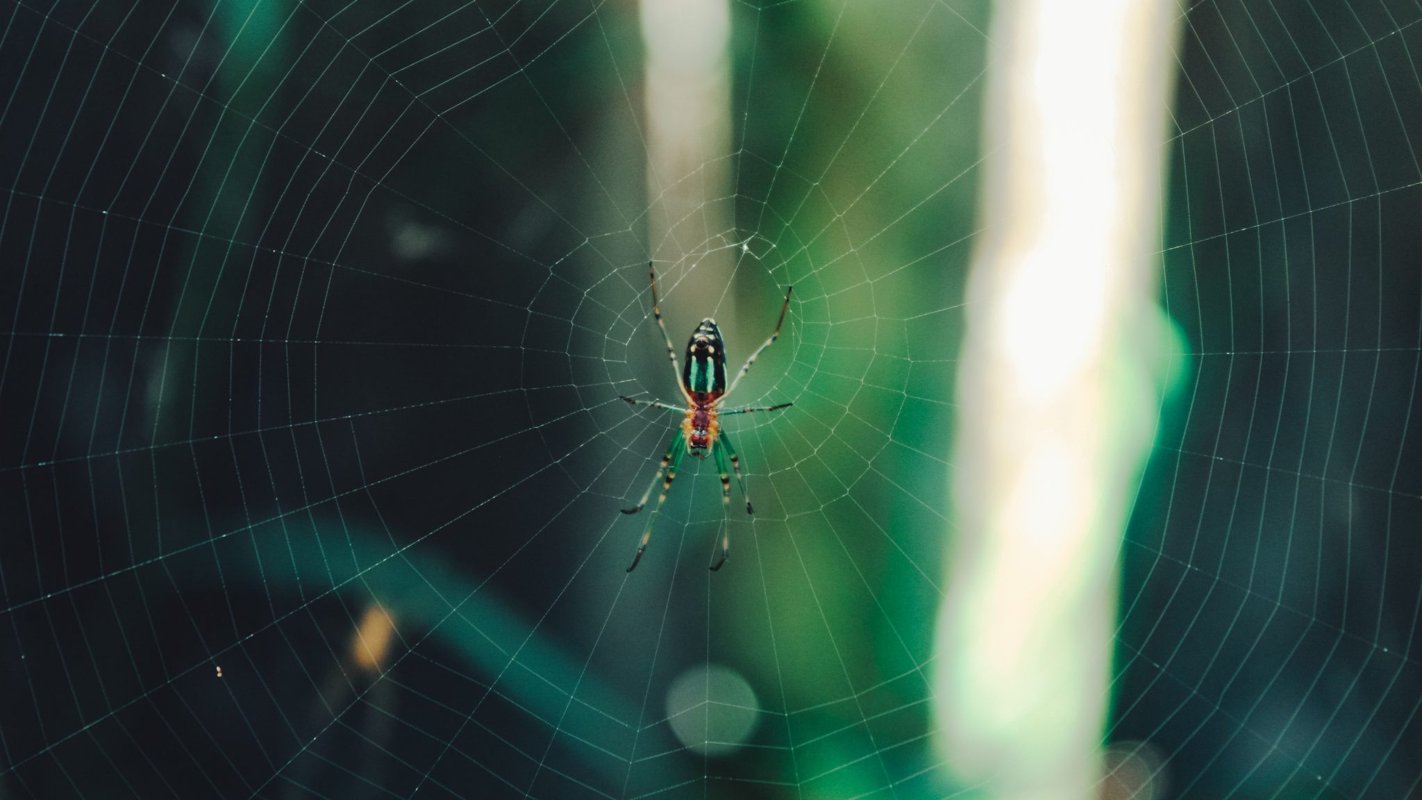 Hämähäkki ja sen verkko
